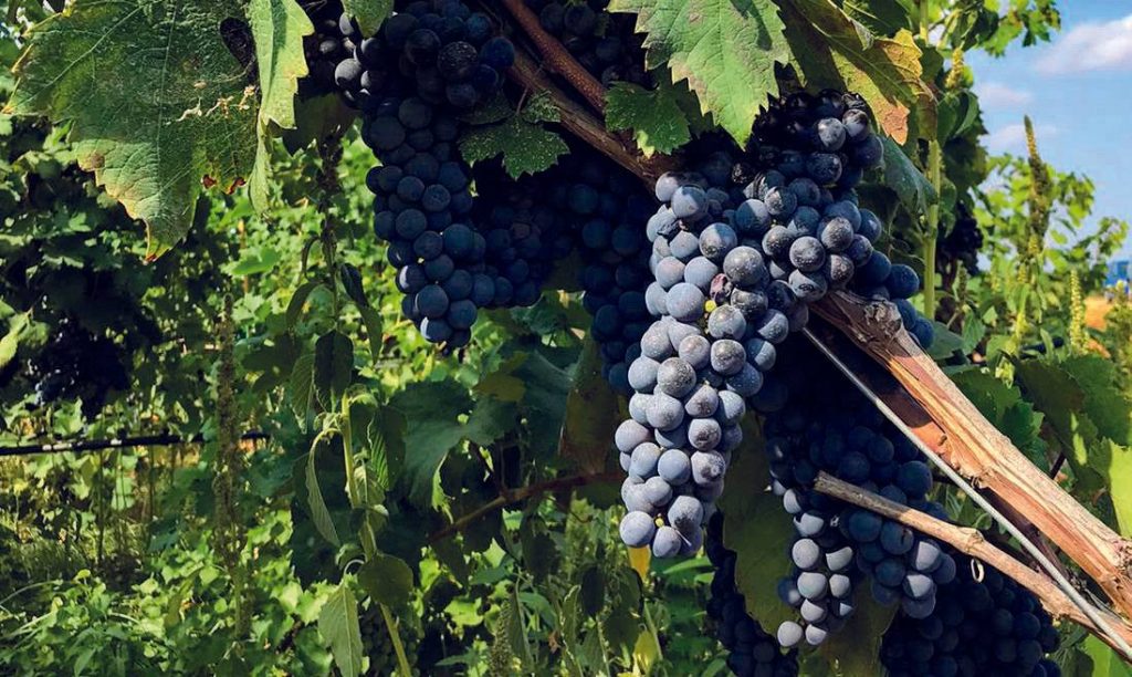 Sommelier Wine Experience – degustazione di 6 vini – Masseria Torleanzi