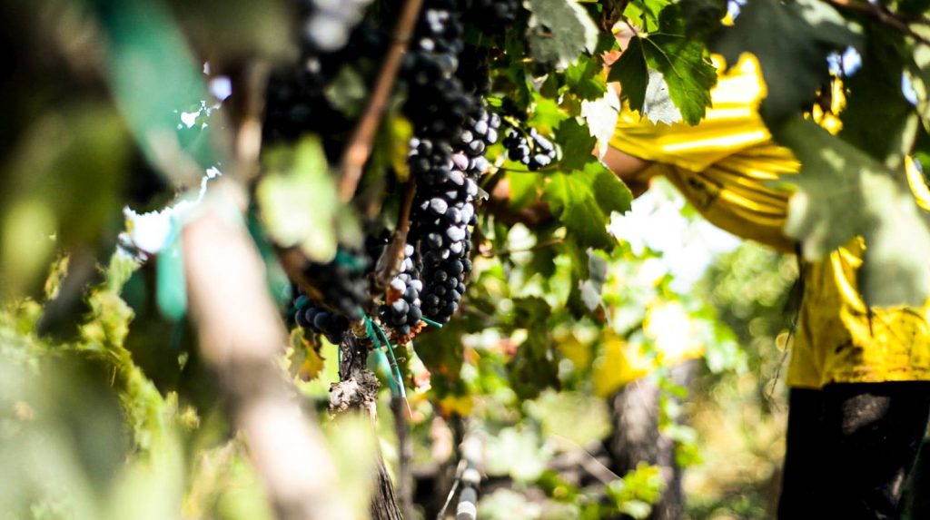 Vendemmia in vigna e degustazione – Masseria Torleanzi
