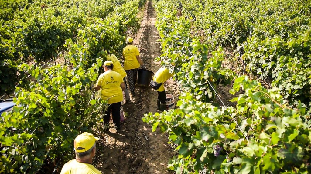 Vendemmia in vigna e degustazione – Masseria Torleanzi