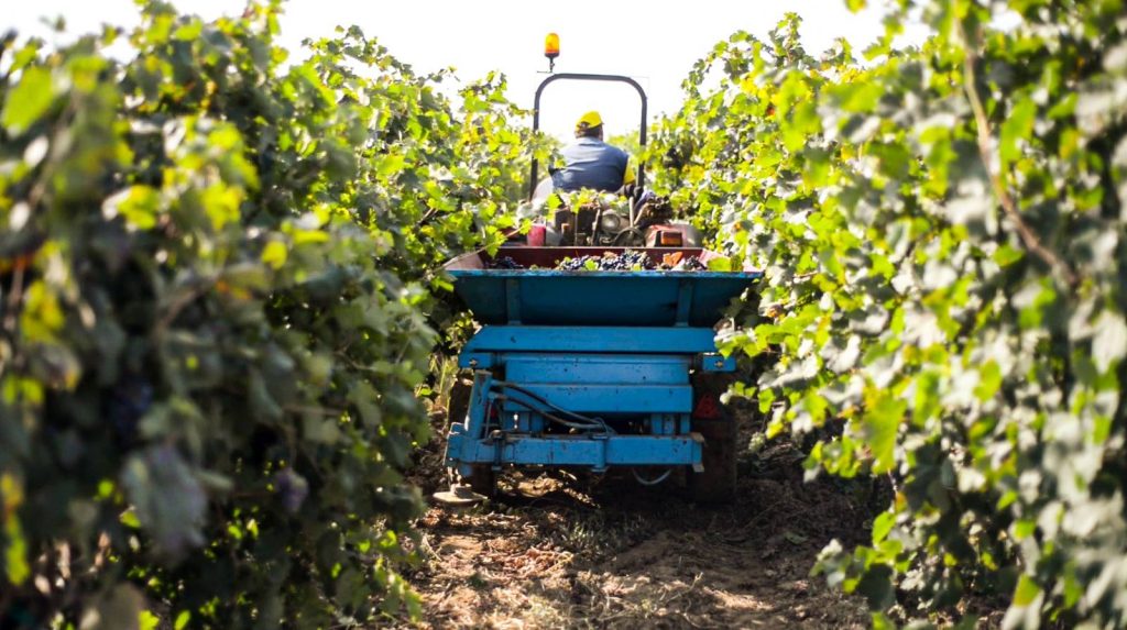Vendemmia in vigna e degustazione – Masseria Torleanzi