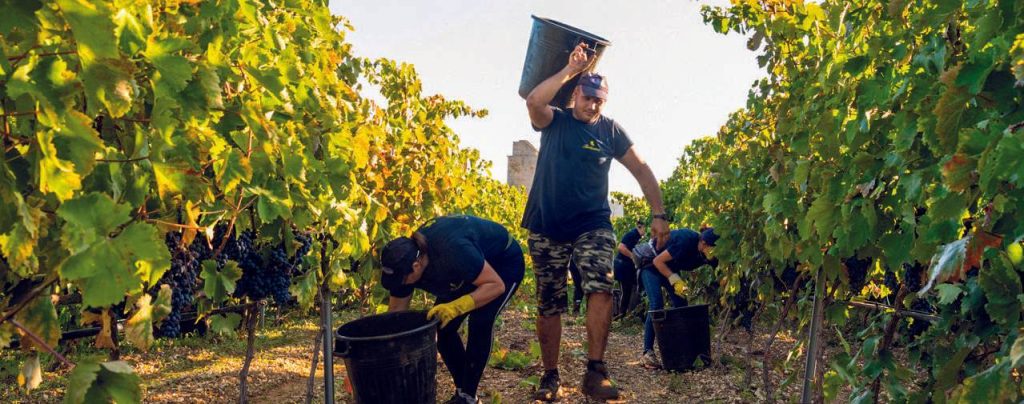 I due re del Salento – visita e degustazione di 4 vini – Masseria Torleanzi