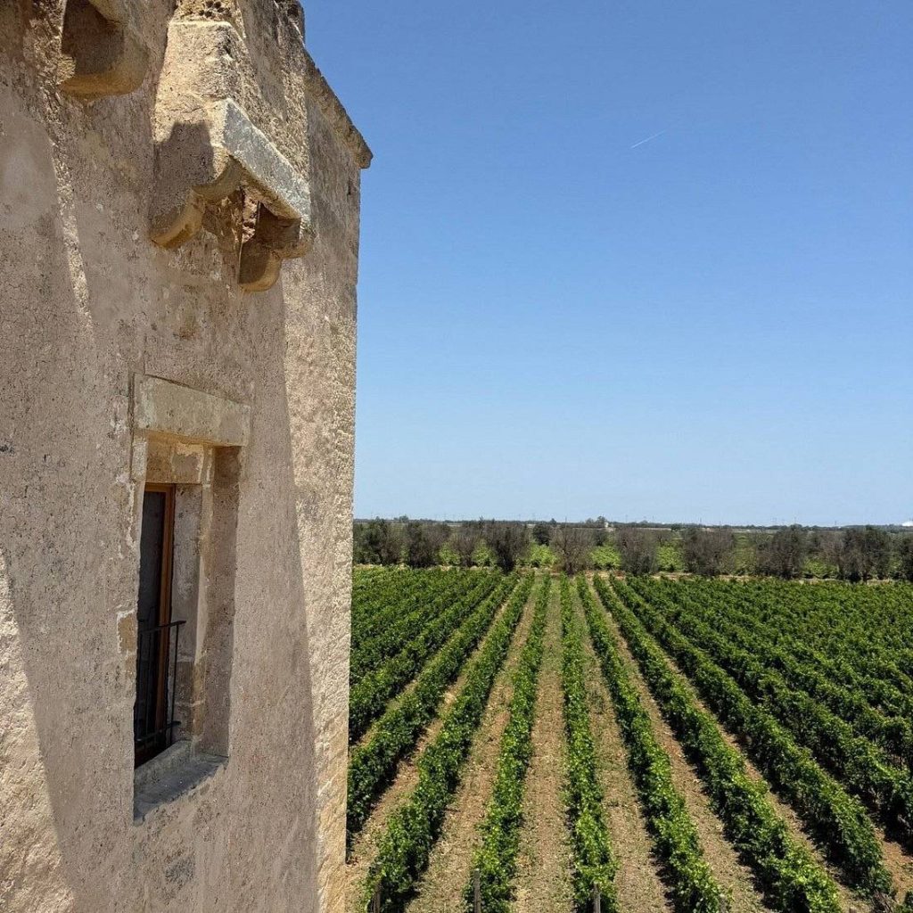 Vendemmia in vigna e degustazione – Masseria Torleanzi