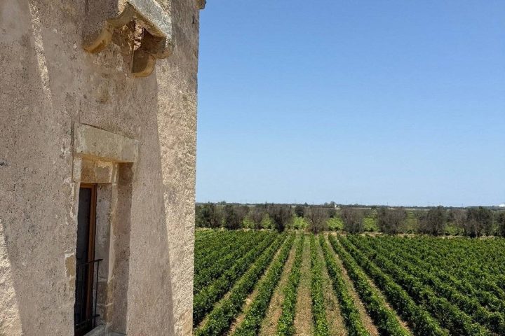 Vendemmia in vigna e degustazione