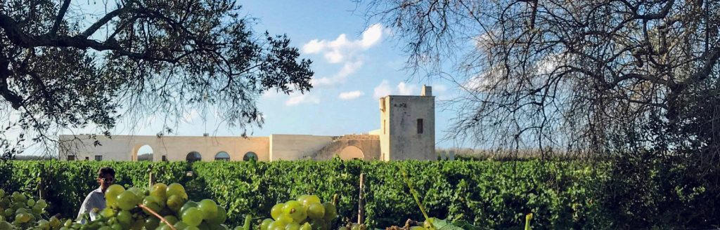 I due re del Salento – visita e degustazione di 4 vini – Masseria Torleanzi