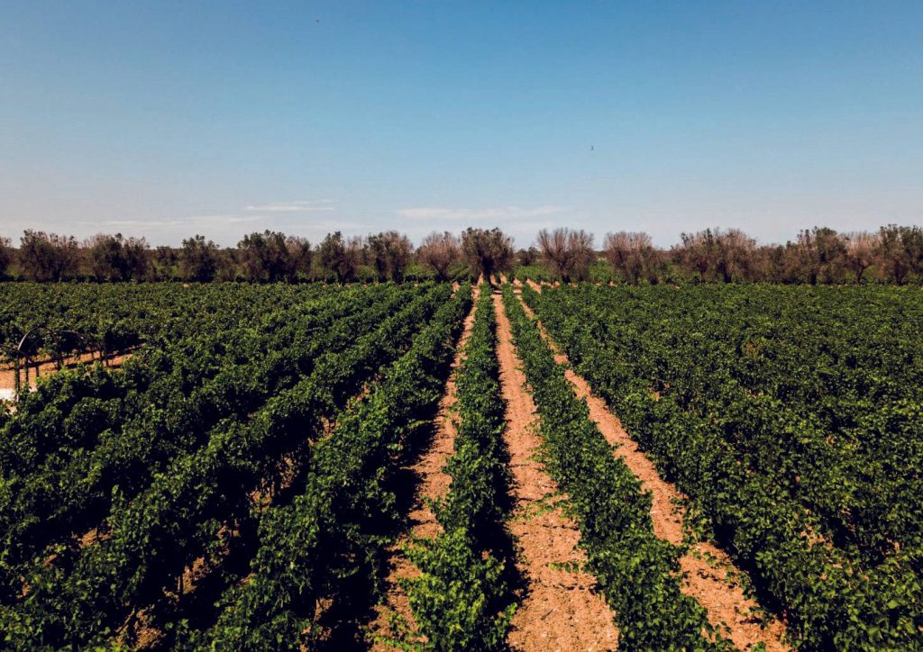 I due re del Salento – visita e degustazione di 4 vini – Masseria Torleanzi